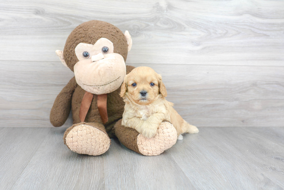 Happy Cavapoo Baby