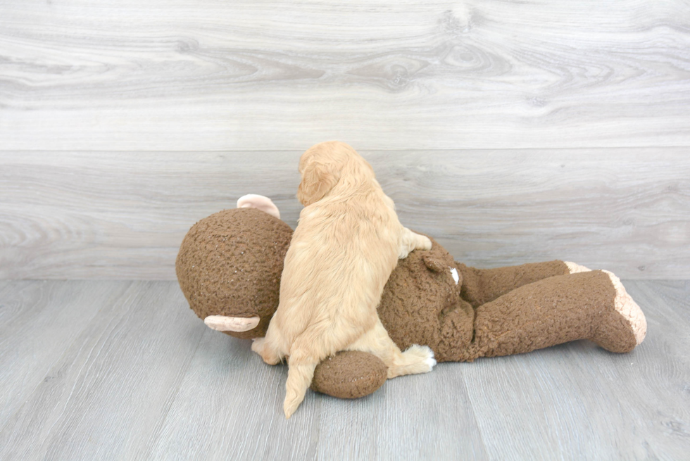 Adorable Cavoodle Poodle Mix Puppy