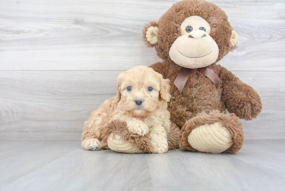 Small Cavapoo Baby