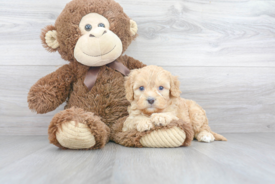 Sweet Cavapoo Baby