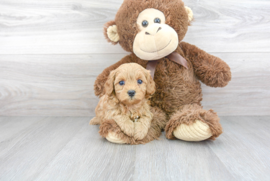 Small Cavapoo Baby