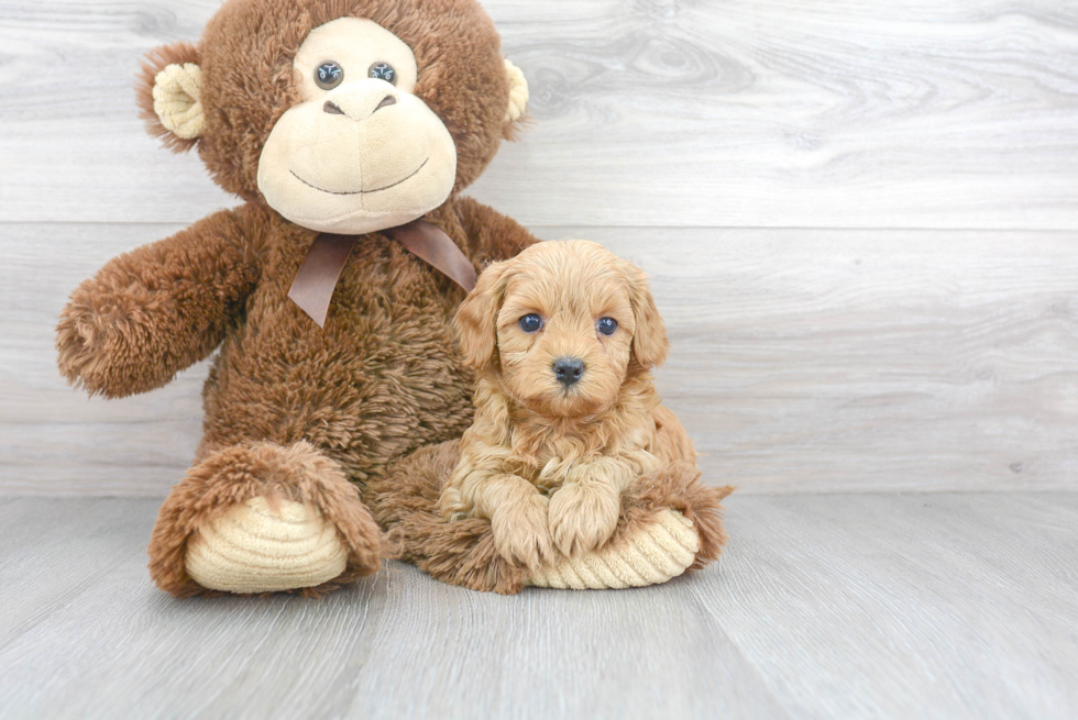 Cavapoo Pup Being Cute