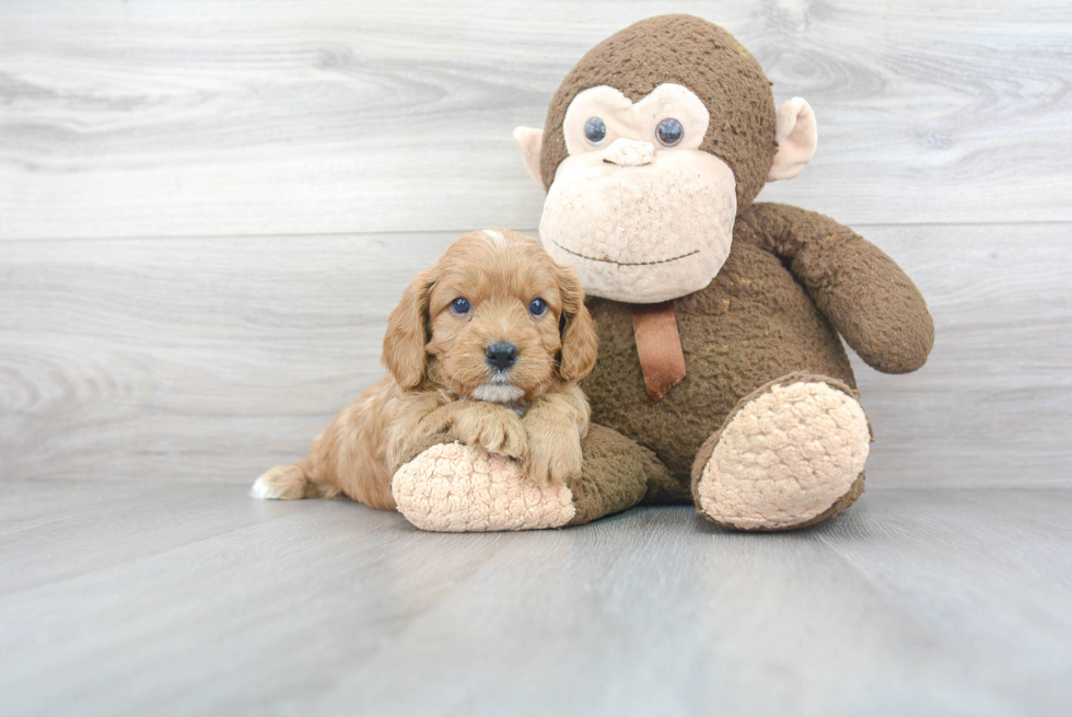 Cavapoo Pup Being Cute