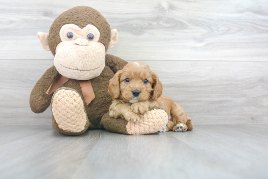 Petite Cavapoo Poodle Mix Pup