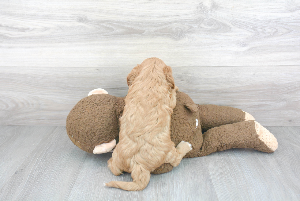 Cavapoo Pup Being Cute