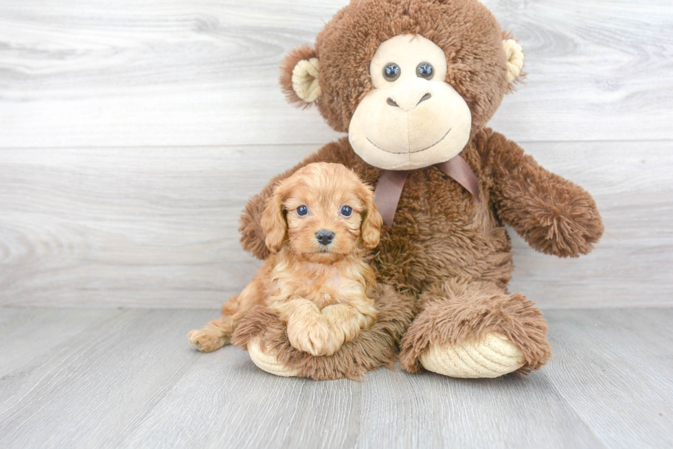 Playful Cavoodle Poodle Mix Puppy