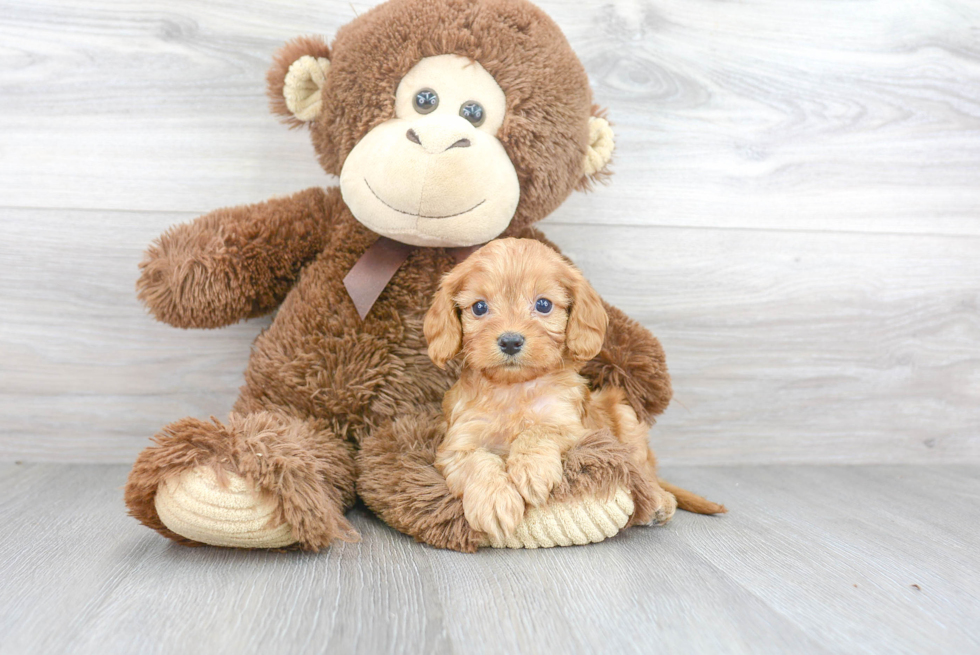 Smart Cavapoo Poodle Mix Pup