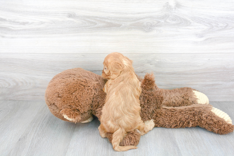 Smart Cavapoo Poodle Mix Pup