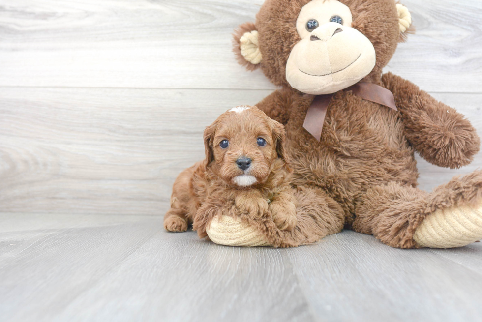 Best Cavapoo Baby