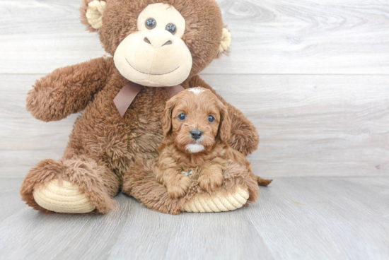 Adorable Cavoodle Poodle Mix Puppy