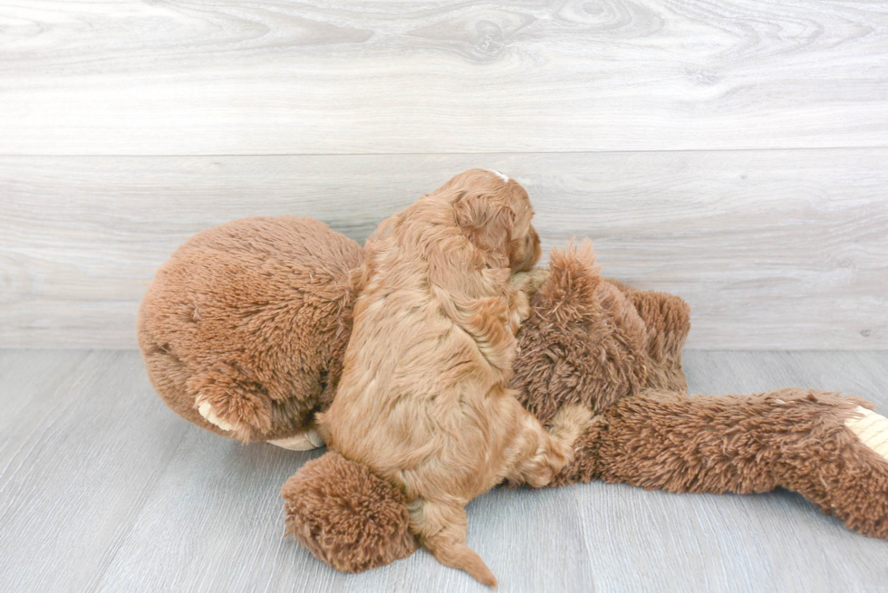 Cavapoo Pup Being Cute