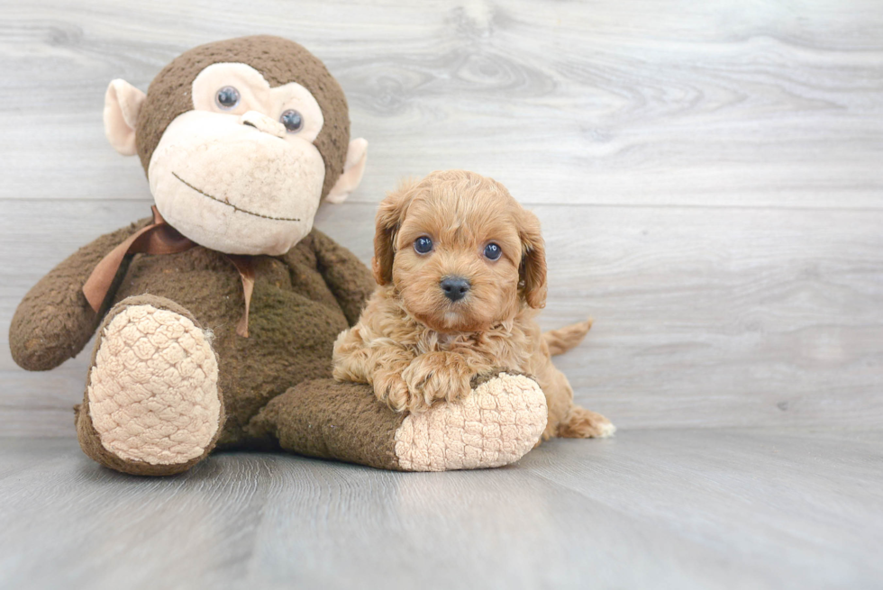 Hypoallergenic Cavoodle Poodle Mix Puppy