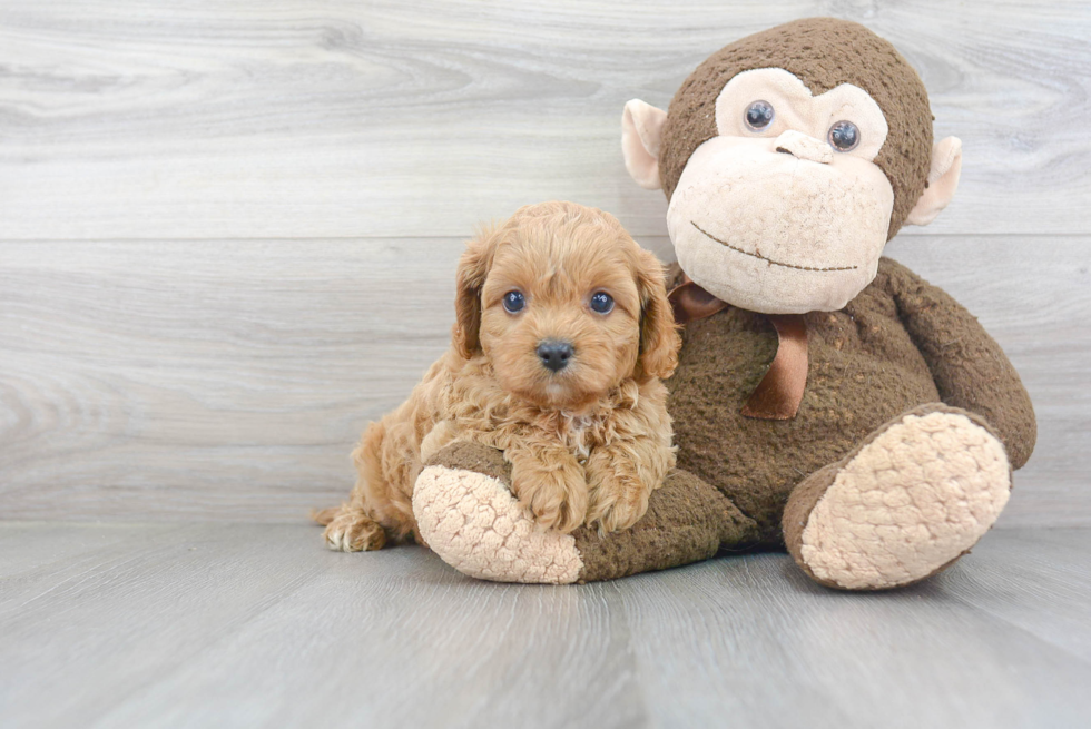 Best Cavapoo Baby