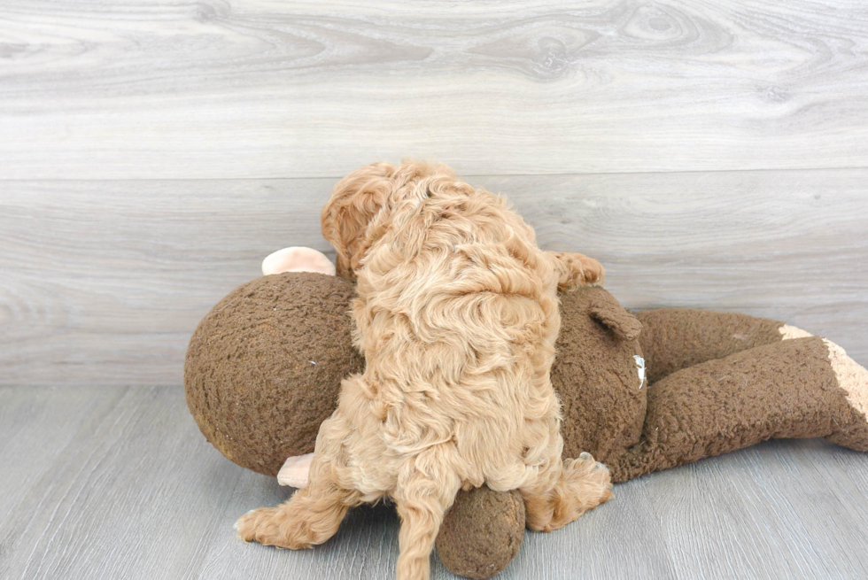 Little Cavoodle Poodle Mix Puppy