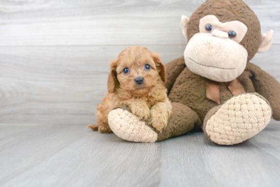 Best Cavapoo Baby