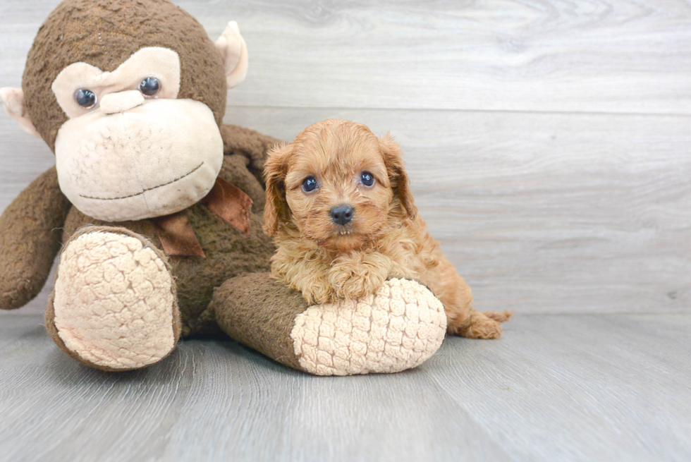 Best Cavapoo Baby