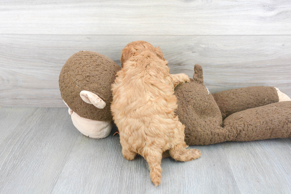 Sweet Cavapoo Baby