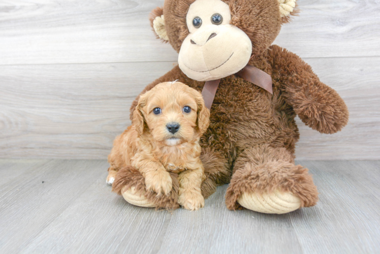 Cavapoo Pup Being Cute