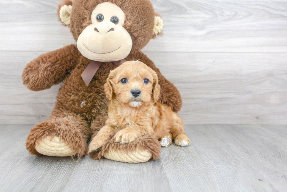 Happy Cavapoo Baby