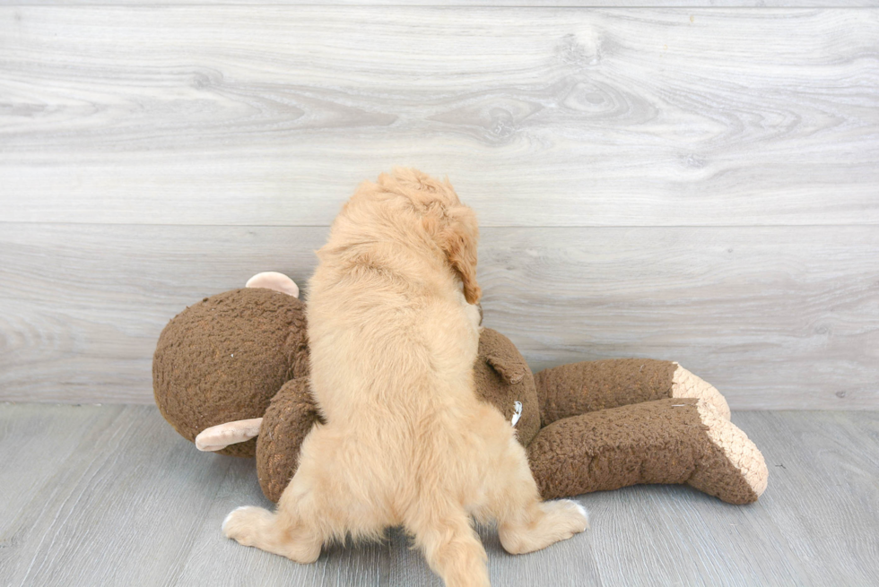 Adorable Cavoodle Poodle Mix Puppy