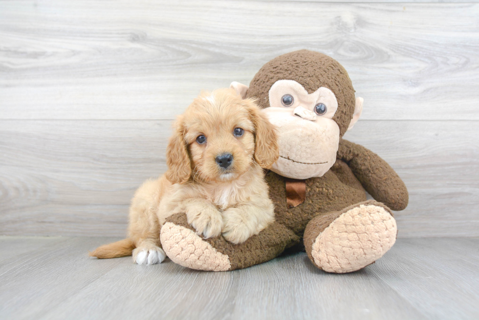 Hypoallergenic Cavoodle Poodle Mix Puppy