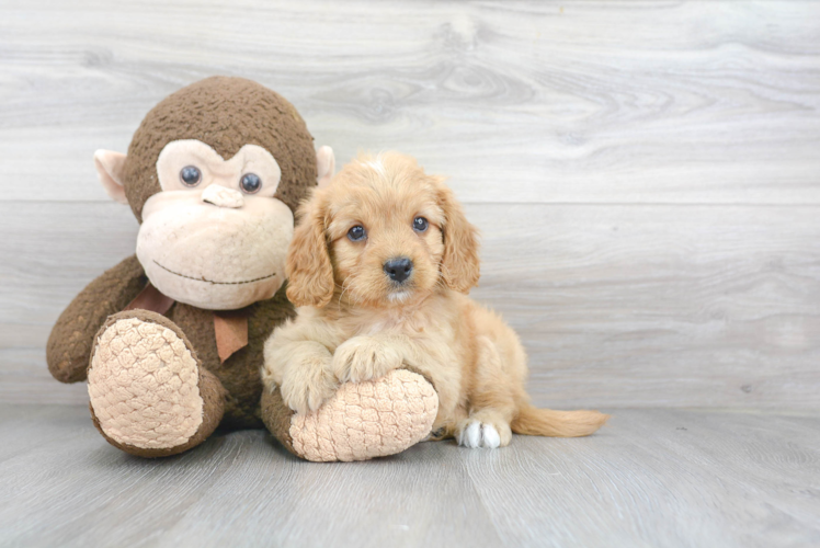 Cute Cavapoo Baby