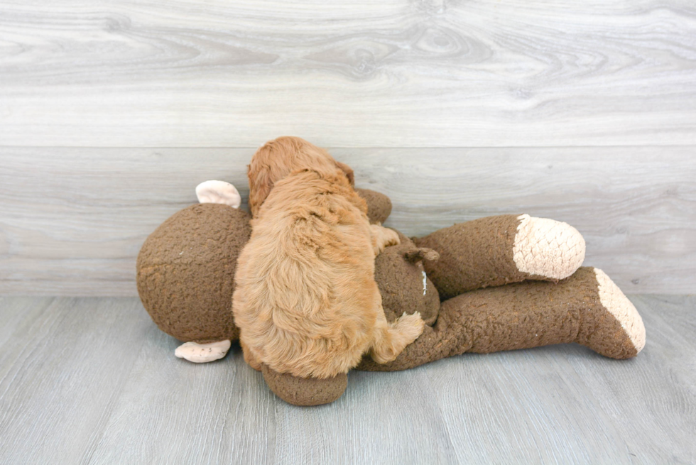 Cute Cavapoo Baby