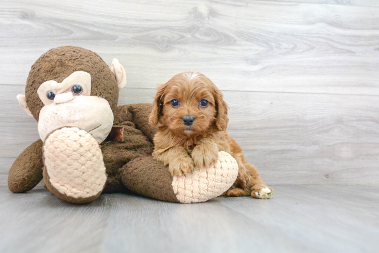 Smart Cavapoo Poodle Mix Pup