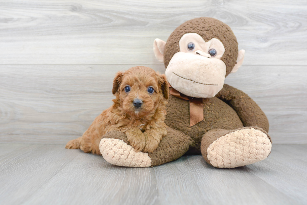 Cavapoo Puppy for Adoption