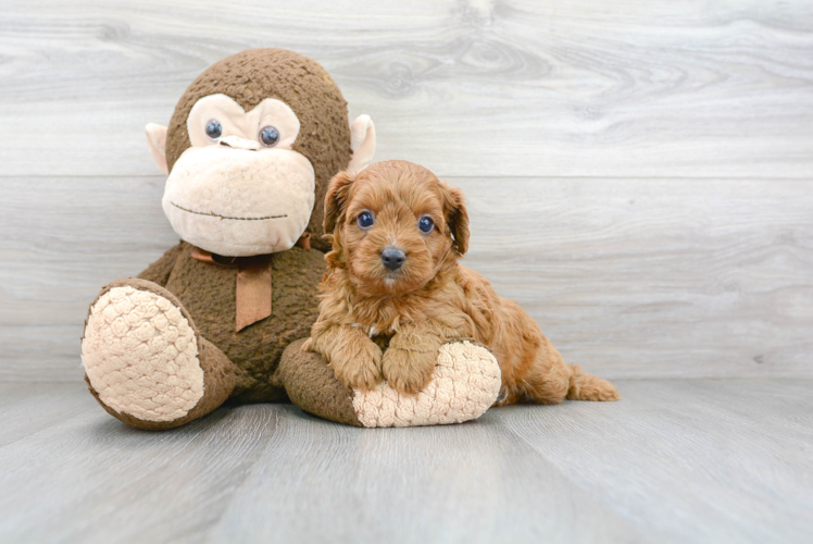 Popular Cavapoo Poodle Mix Pup