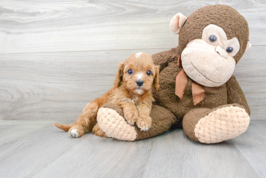 Best Cavapoo Baby