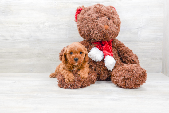 Cavapoo Puppy for Adoption