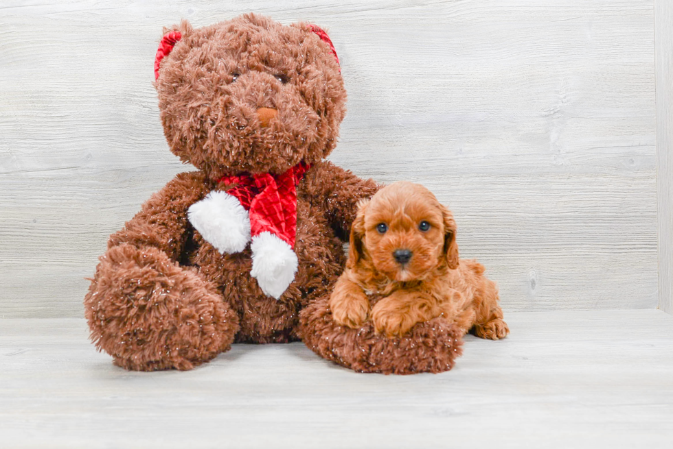 Energetic Cavoodle Poodle Mix Puppy