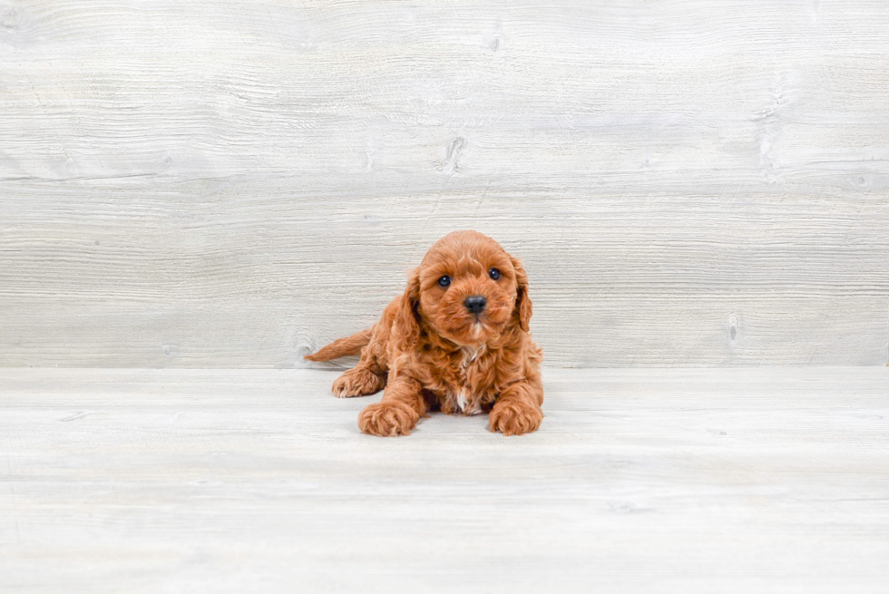 Energetic Cavoodle Poodle Mix Puppy