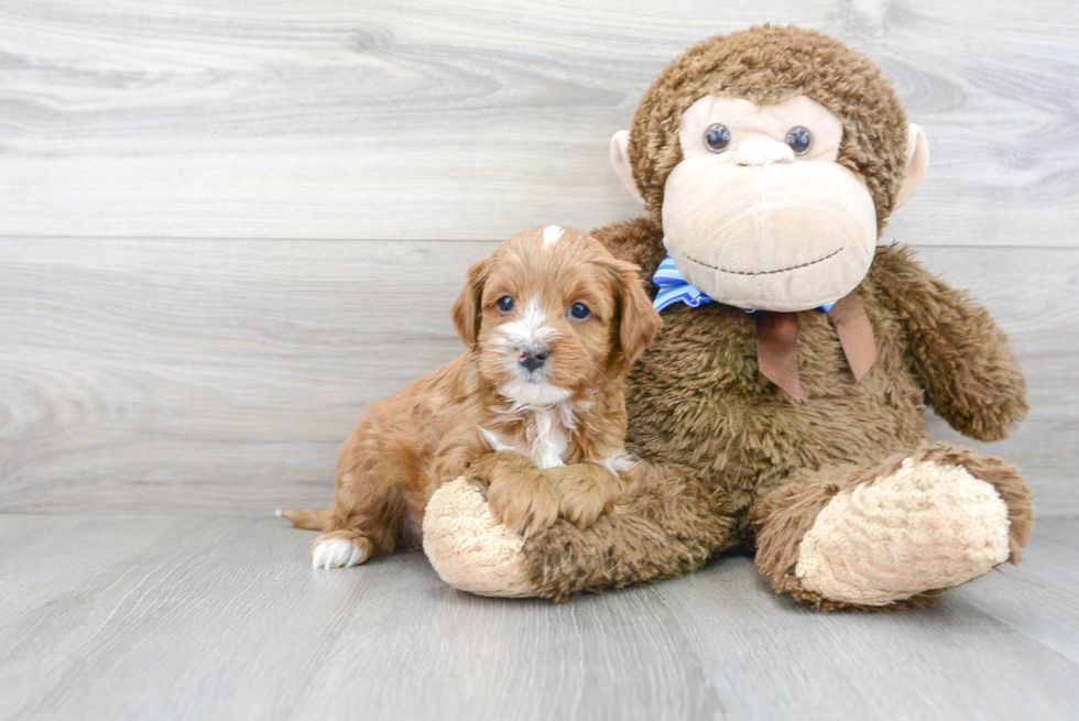 Cavapoo Puppy for Adoption