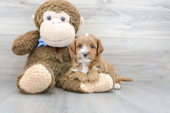 Hypoallergenic Cavoodle Poodle Mix Puppy