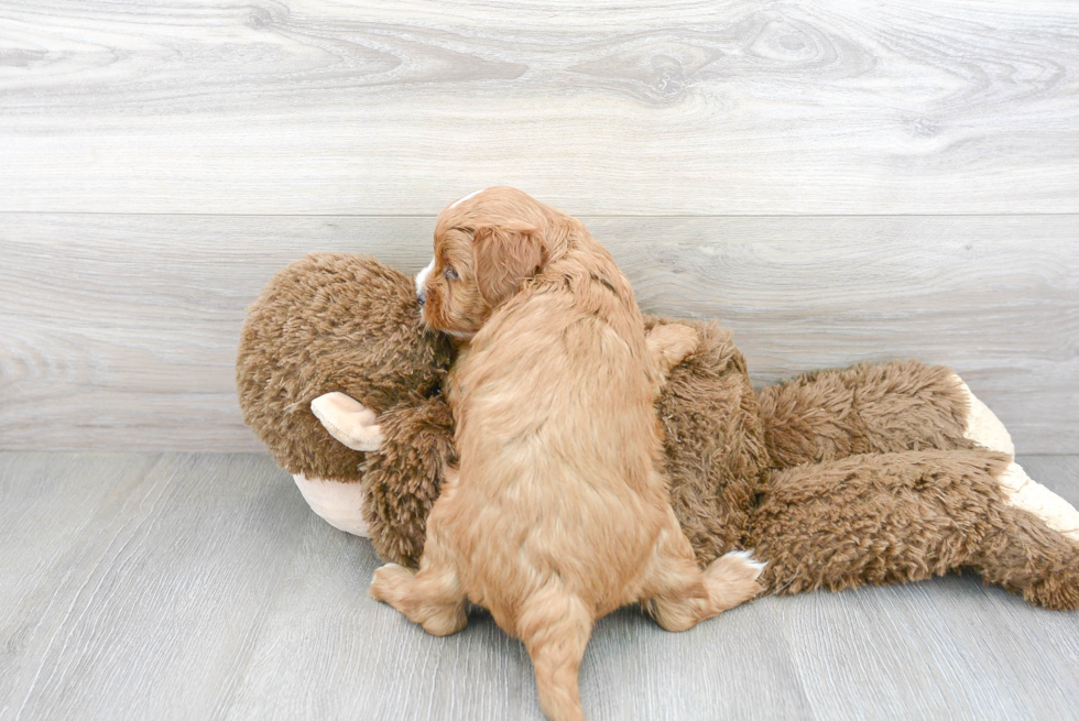 Playful Cavoodle Poodle Mix Puppy