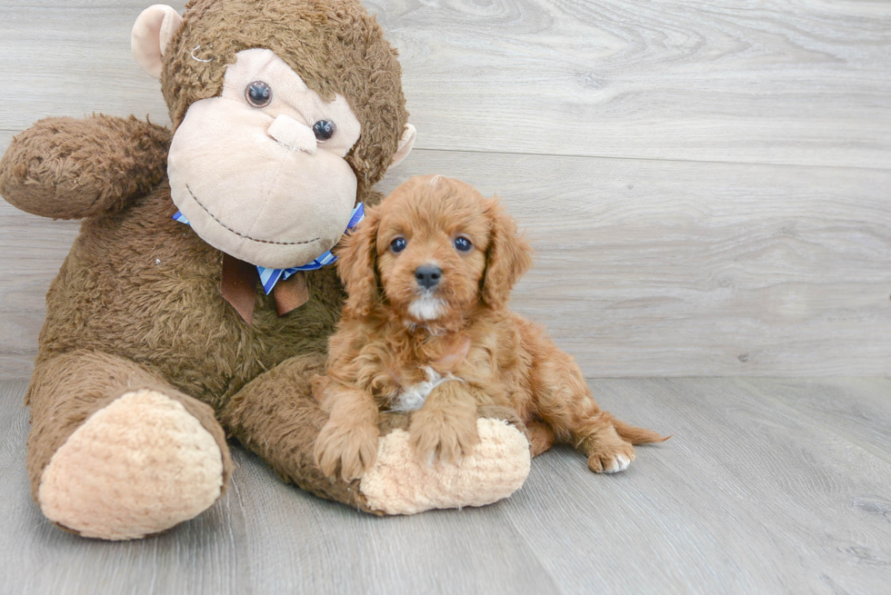 Smart Cavapoo Poodle Mix Pup