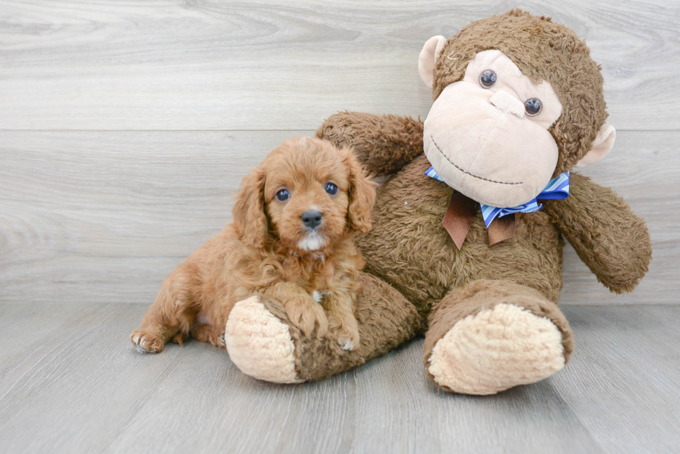 Best Cavapoo Baby