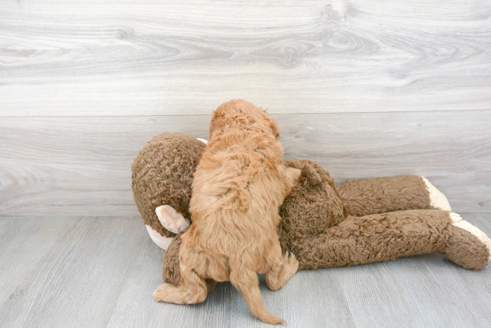 Cavapoo Pup Being Cute