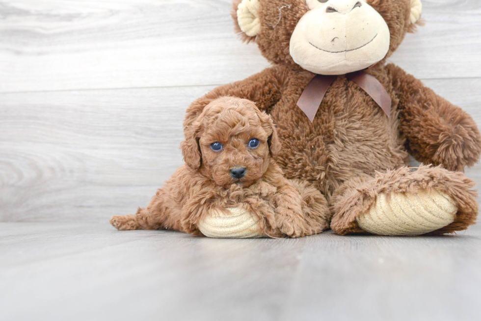 Cavapoo Puppy for Adoption