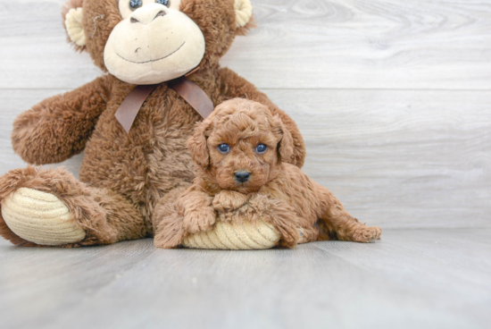 Petite Cavapoo Poodle Mix Pup