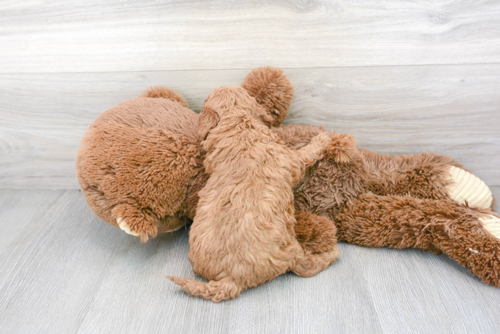 Fluffy Cavapoo Poodle Mix Pup