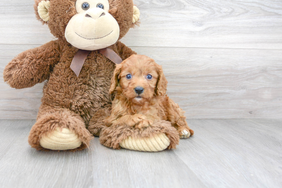 Popular Cavapoo Poodle Mix Pup