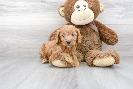 Cute Cavapoo Baby