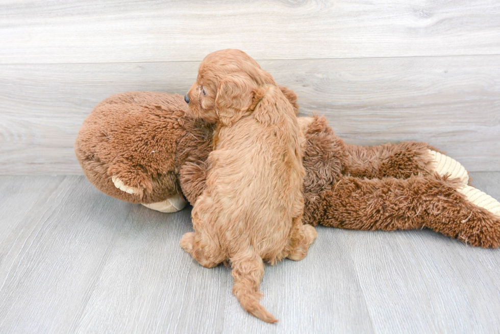 Best Cavapoo Baby