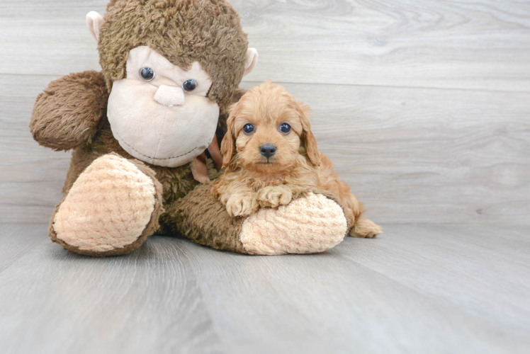 Best Cavapoo Baby