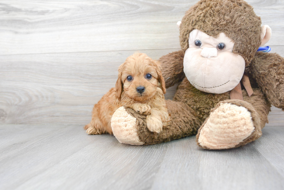 Hypoallergenic Cavoodle Poodle Mix Puppy