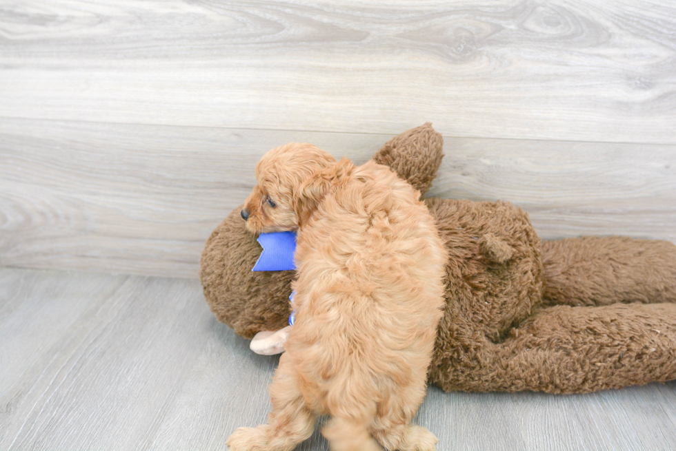 Cavapoo Pup Being Cute