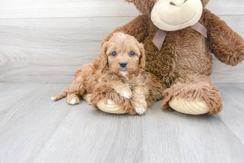 Hypoallergenic Cavoodle Poodle Mix Puppy